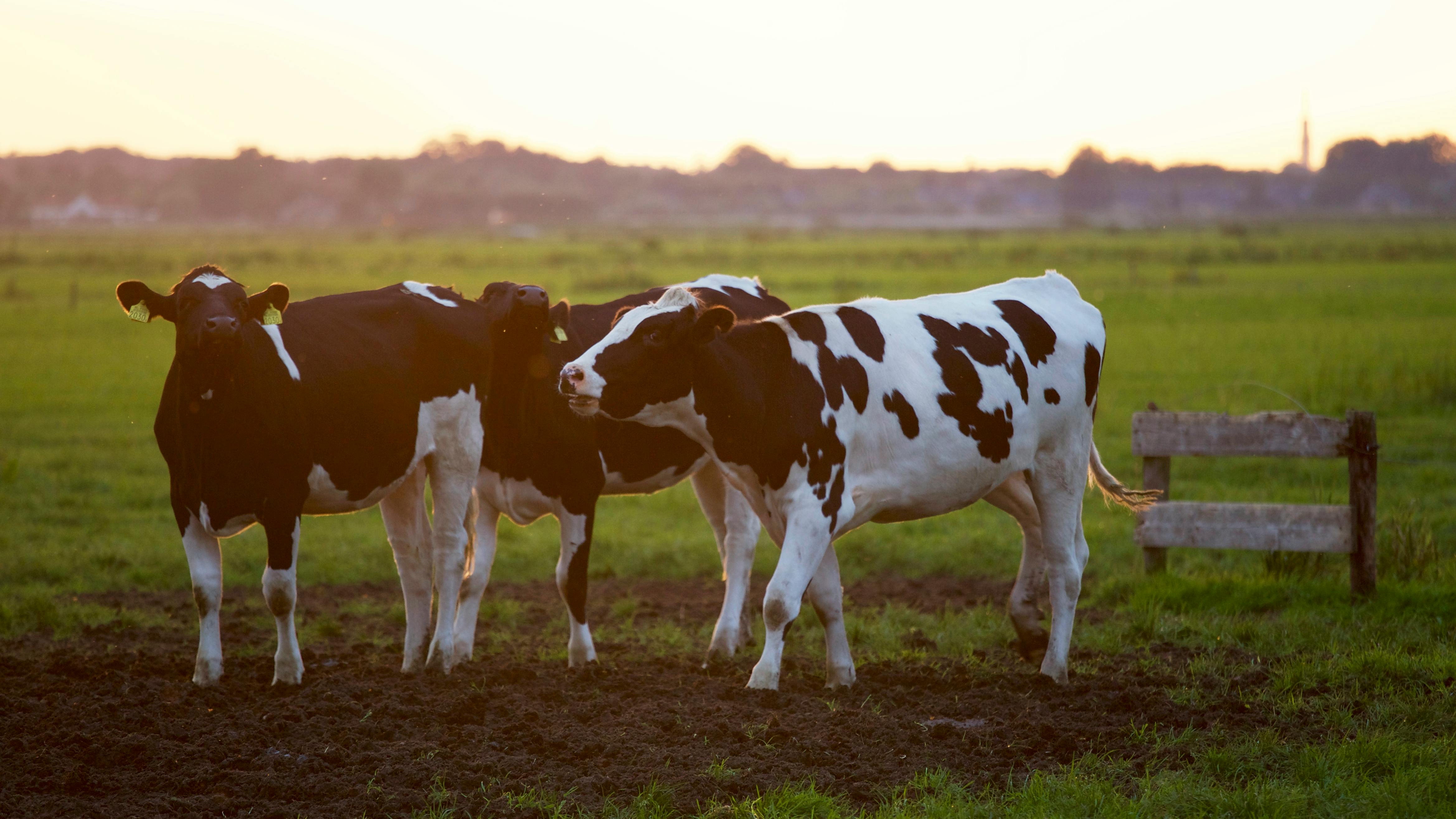 Animal Nutrition